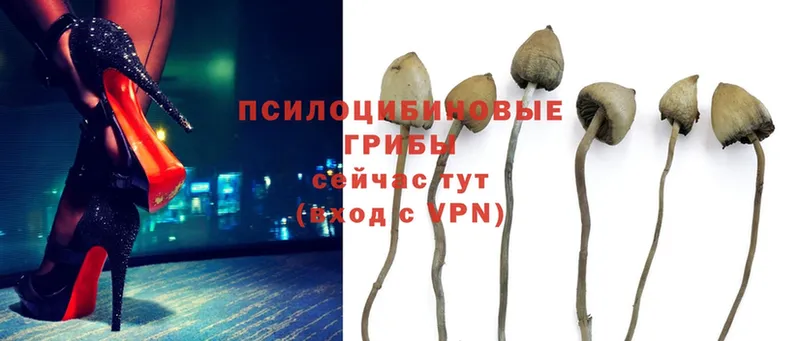 Галлюциногенные грибы Psilocybe  Гдов 