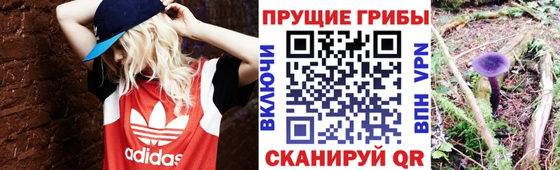 Галлюциногенные грибы Psilocybe Гдов