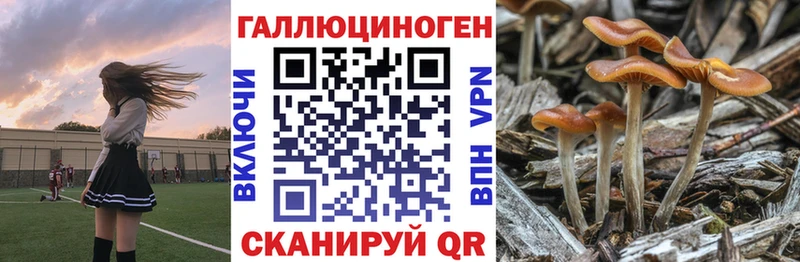 дарк нет клад  Гдов  Псилоцибиновые грибы MAGIC MUSHROOMS 